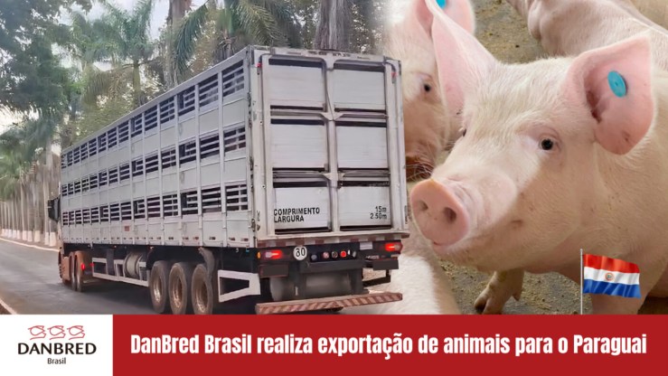 DanBred Brasil realiza exportação de animais para o Paraguai
