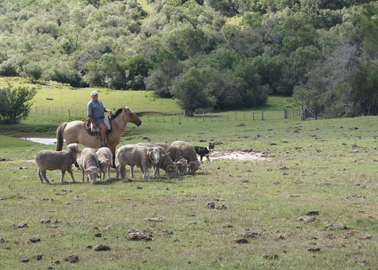 Diálogos pelo Clima chega ao Sul com foco nos desafios do Pampa e da Mata Atlântica
