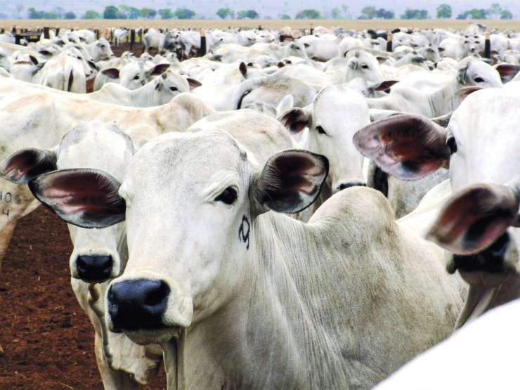 Emissões de metano no Brasil crescem 6% em três anos, aponta Observatório do Clima