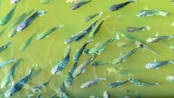 Estação de piscicultura é revitalizada para fortalecer produção de peixes em Mato Grosso