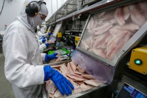 Exportações da piscicultura brasileira crescem 52% no primeiro semestre