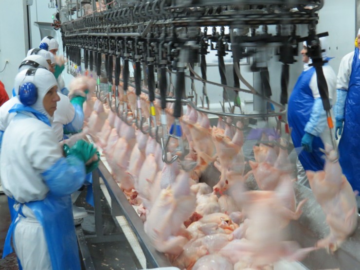 Exportações de carne de frango mantêm ritmo firme e indicam retomada do setor