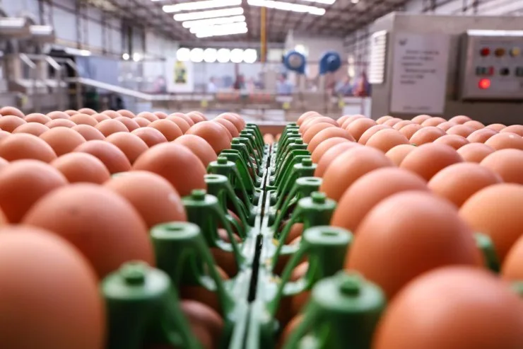 Exportações de ovos crescem 304,7% em julho