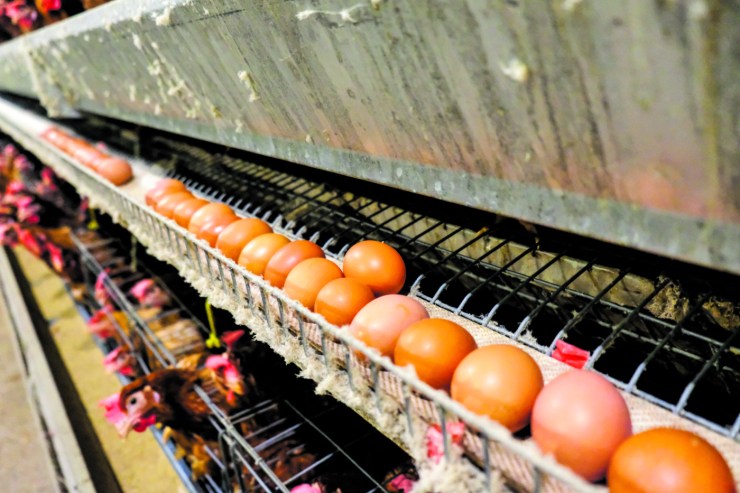 Exportações de ovos recuam em julho mas resultado anual segue positivo