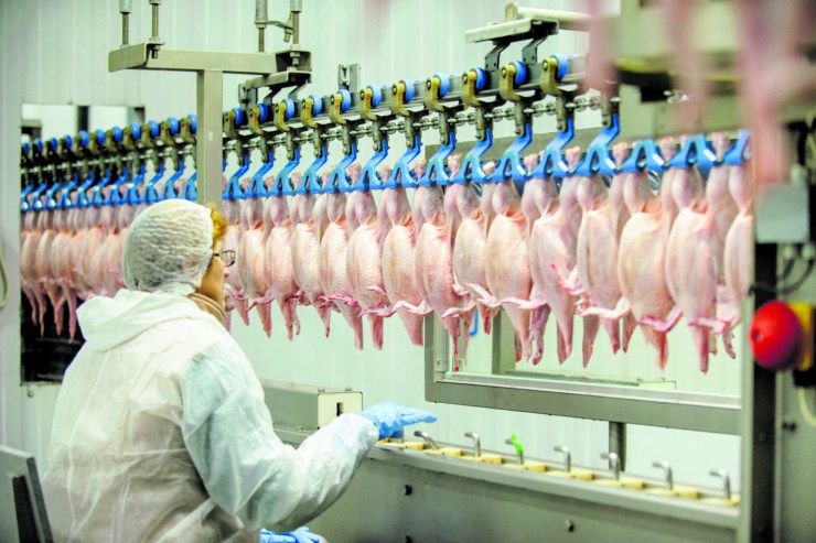 Exportações gaúchas de carne de frango recuam 22% em julho