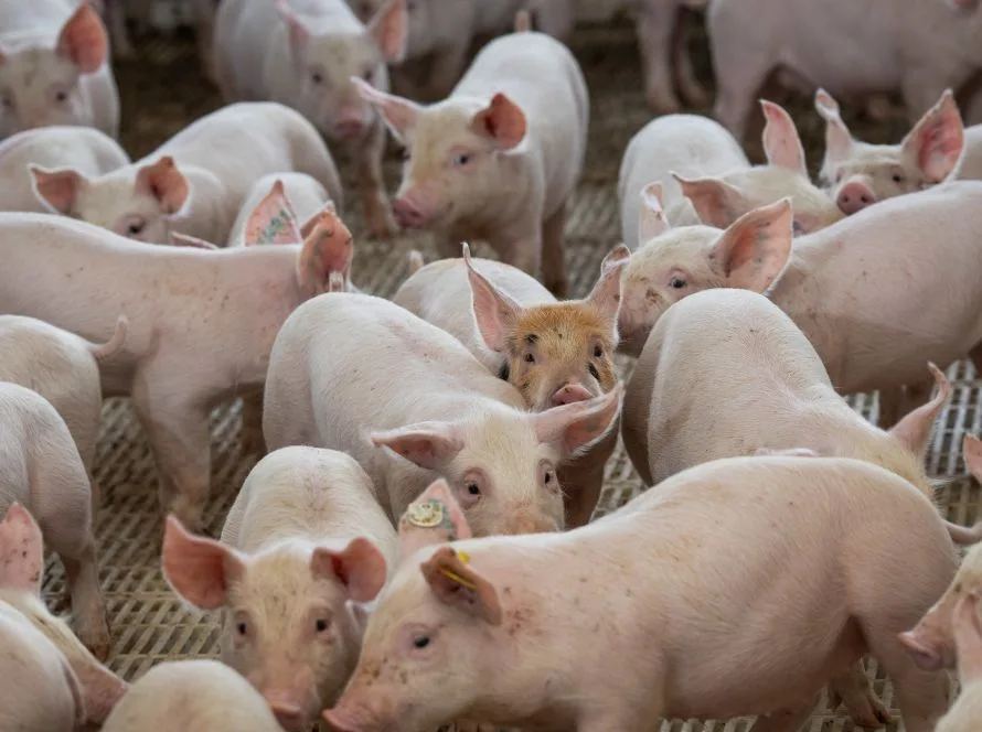 Goiás mantém status sanitário de área livre de Peste Suína Clássica, após conclusão de mais um ciclo de vigilância em suínos