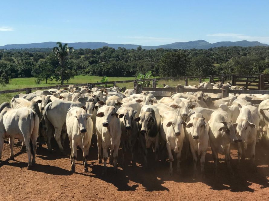 Goiás registra mais de 22,8 milhões de bovinos no primeiro semestre de 2025, segundo dados da Agrodefesa