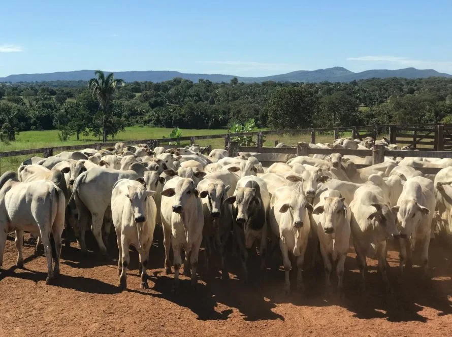 Goiás registra mais de 22,8 milhões de bovinos no primeiro semestre de 2025, segundo dados da Agrodefesa