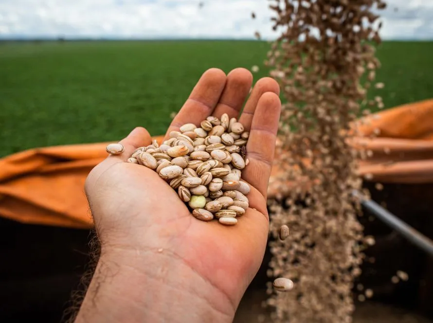 Goiás tem maior produção de feijão das últimas quatro safras e se consolida entre líderes nacionais