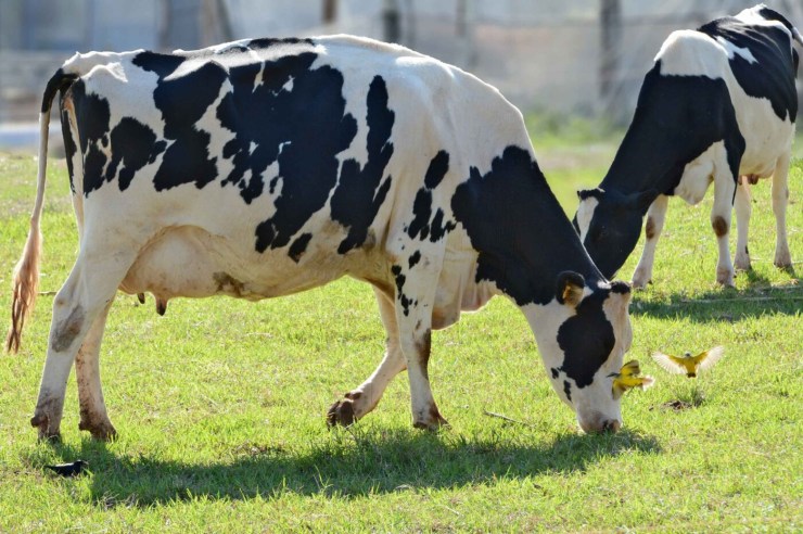Inscrições ao Programa de Melhoramento Genético são prorrogadas em Goiás