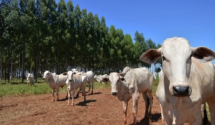 Mesa Brasileira da Pecuária Sustentável aponta ajustes para Plano Clima
