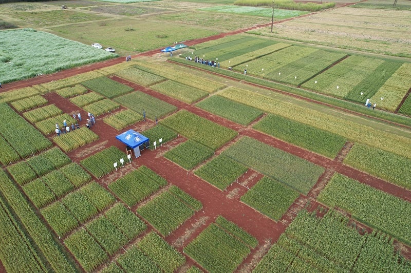 Pesquisa e mercado impulsionam trigo em Mato Grosso do Sul