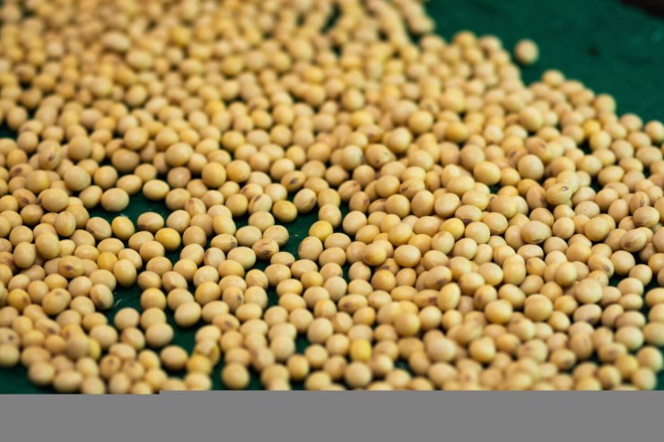 Pirataria desafia mercado bilionário de sementes de soja