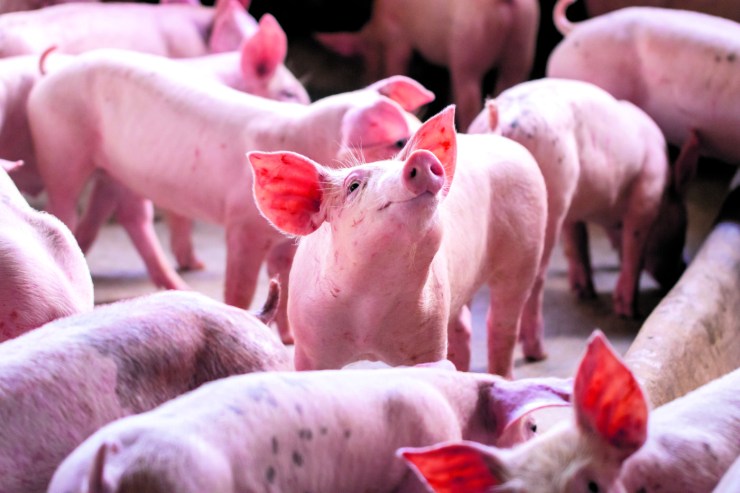 Produção de suínos cresce e preços sofrem volatilidade com efeito das outras proteínas e da safra de milho