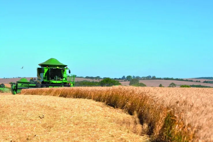 Produção de trigo no Brasil deve crescer 6,6% na safra 2025/26