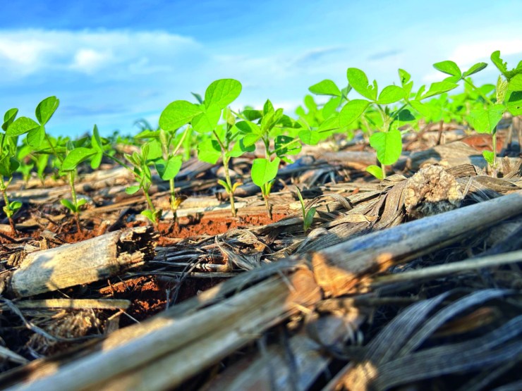 Produtividade da soja avança e Brasil mira nova safra histórica em 2025/26