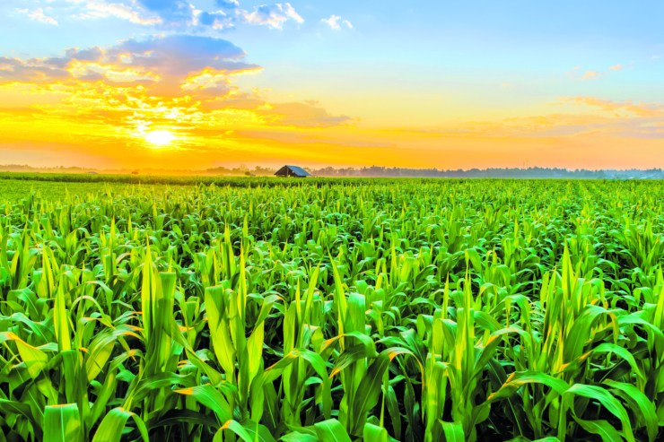 Safra recorde pressiona milho e preços recuam no Brasil