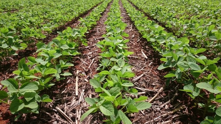 Soja atinge máximas do ano no Brasil