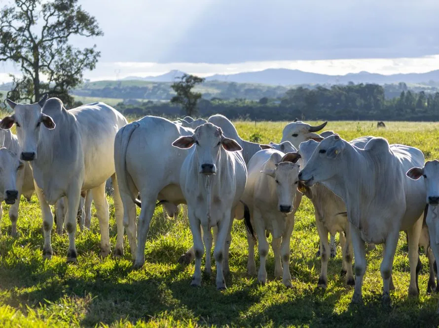 Arroba paulista valoriza e amplia diferença de preço com Mato Grosso em setembro, aponta IMEA
