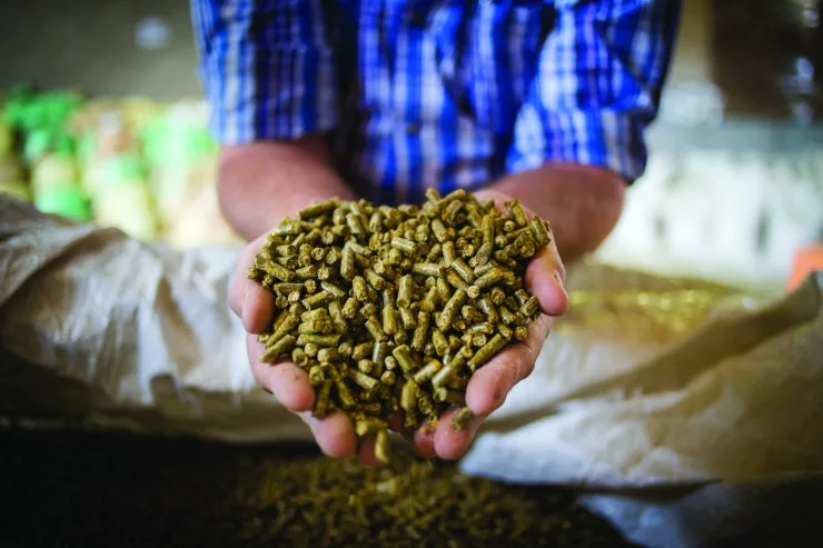 Brasil amplia fronteiras na exportação de nutrição animal, mirando Angola e França