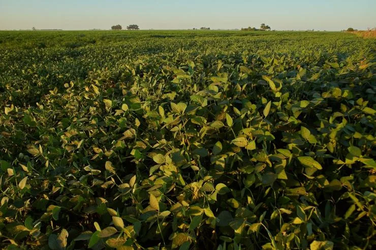 Calor acima da média e chuvas irregulares elevam riscos para a safra de soja no Centro-Oeste e Matopiba