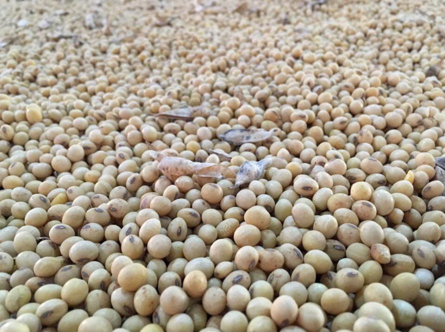 Comercialização antecipada de soja de MT segue atrasada, aponta Imea