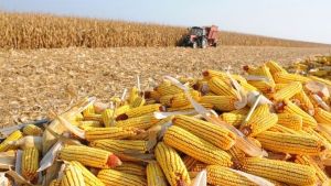Custos do milho sobem no Mato Grosso e preço da saca já não cobre mais o Custo Operacional Total, indica Imea