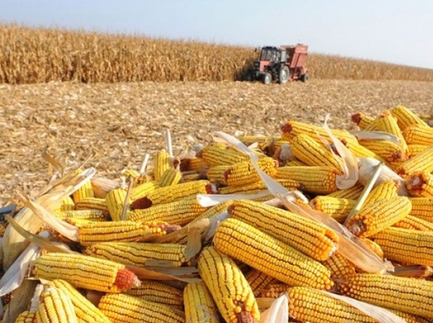 Custos do milho sobem no Mato Grosso e preço da saca já não cobre mais o Custo Operacional Total, indica Imea