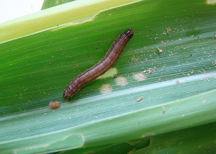 Embrapa cria método com IA e sensores para identificar lagarta do cartucho no milho
