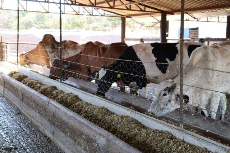 Goiás prorroga inscrições para Programa de Melhoramento Genético Bovino