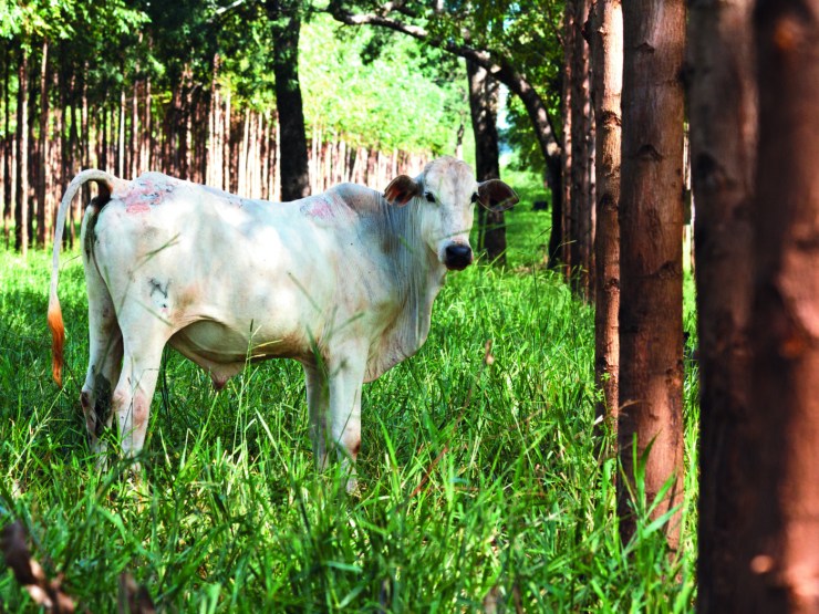 ILPF transforma a pecuária de Mato Grosso em modelo sustentável e lucrativo