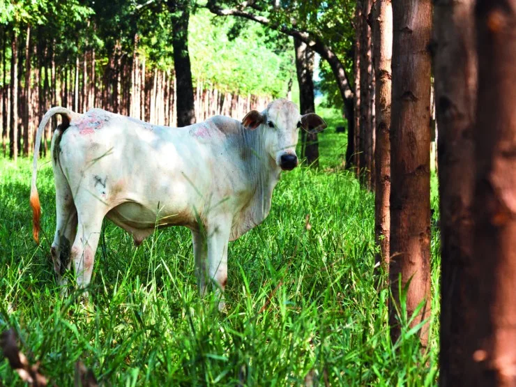 ILPF transforma a pecuária de Mato Grosso em modelo sustentável e lucrativo