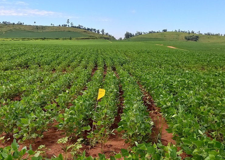 Imagens de satélite permitem prever produtividade da soja com 71% de precisão