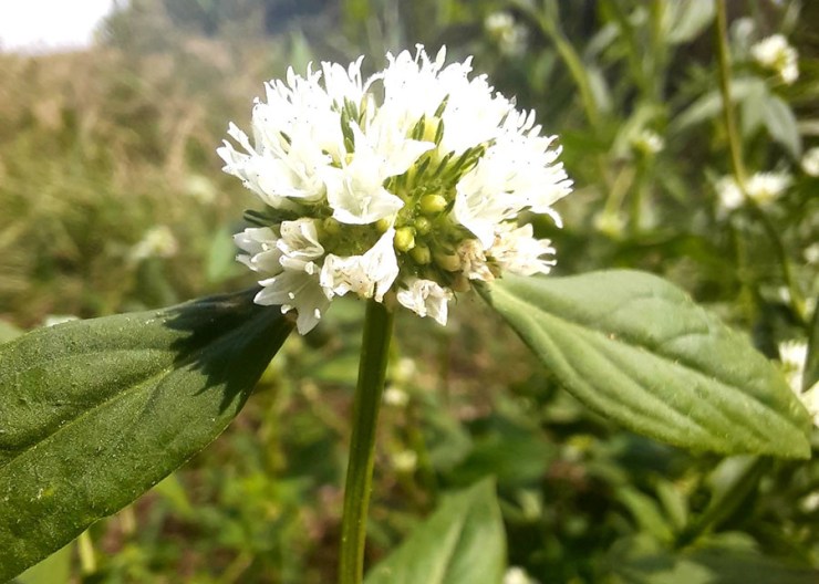 Pesquisa traz estratégias para o manejo da vassourinha-de-botão em lavouras de soja e milho