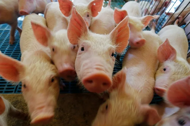 Poder de compra do suinocultor avança frente ao milho
