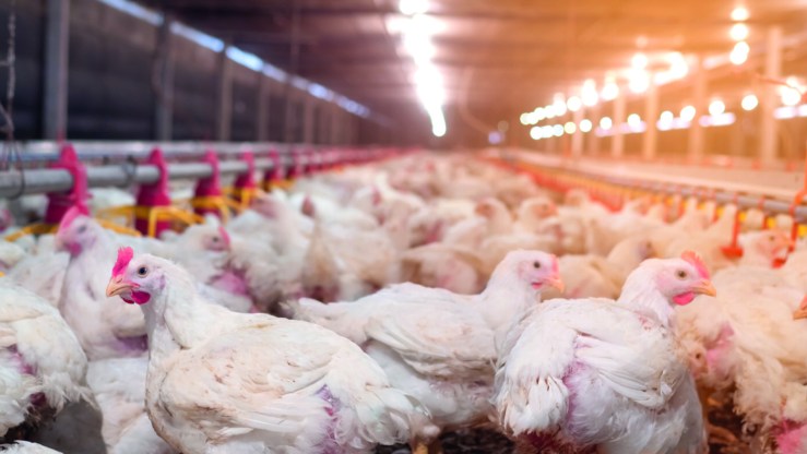 Preços do frango sobem em setembro com retomada das exportações