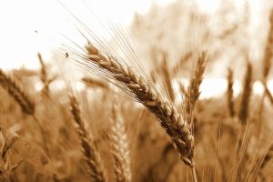 Preços do trigo recuam com avanço da colheita e câmbio favorável