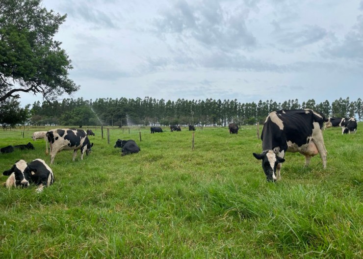 Quando o clima fala mais alto: os efeitos da ambiência na produção de leite