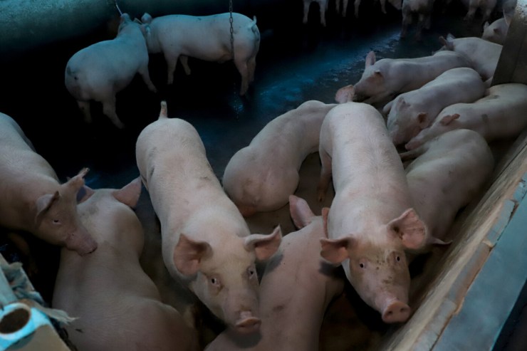 Rebanho de suínos cresce e exportações batem recorde no Brasil