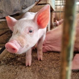 Acrismat abre inscrições para 2º Seminário da Suinocultura de Mato Grosso