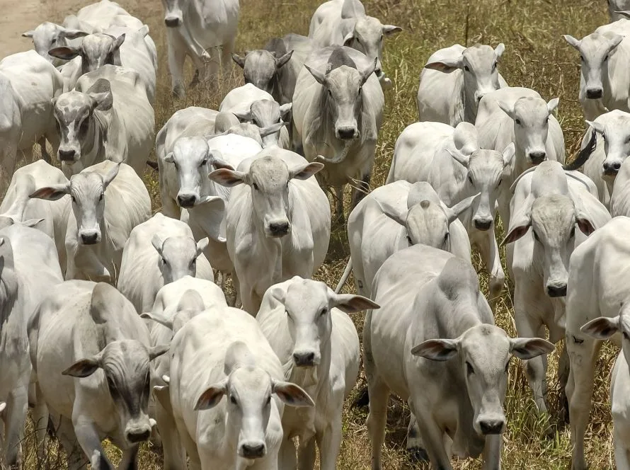 Aprosoja MT homenageia o dia da pecuária e destaca a força do setor na produção de proteína animal