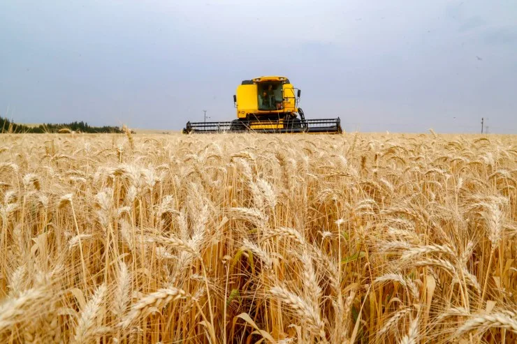 Avanço da colheita do trigo aponta para safra com recorde de produtividade no Paraná