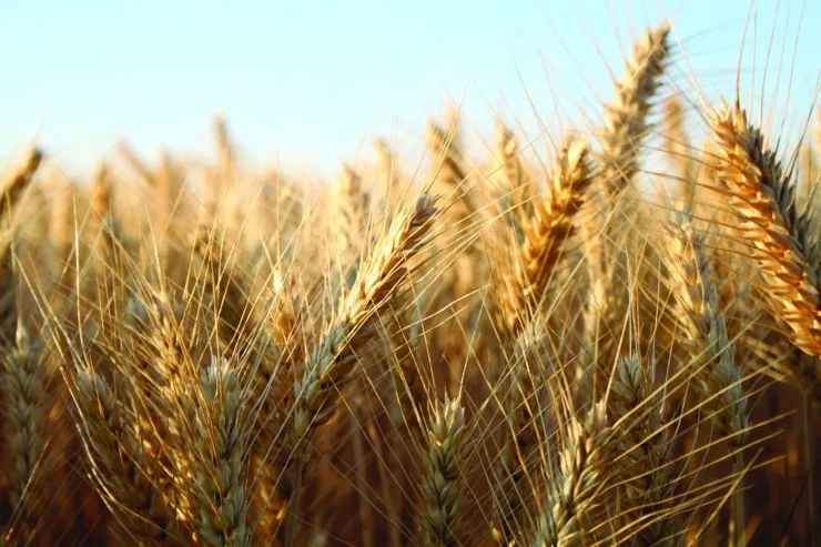 Chuvas preocupam produtores de trigo no Paraná