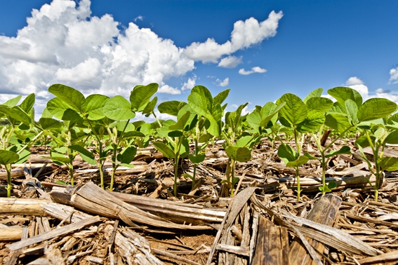 Clima positivo sustenta estabilidade da soja