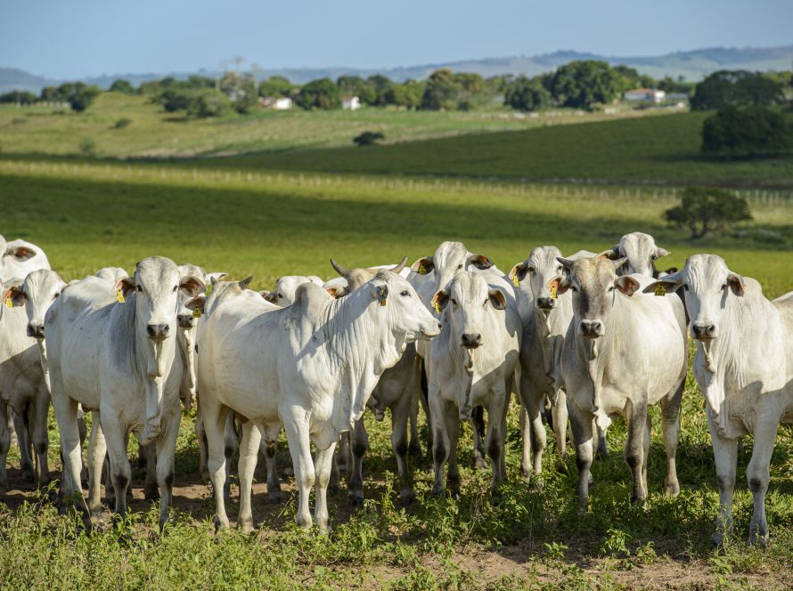 Com demanda externa aquecida, preço da arroba do boi gordo tem valorização anual de 35,66% no Mato Grosso