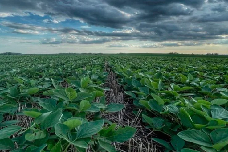 Depois da estiagem, primeiras chuvas trazem alívio às lavouras de verão