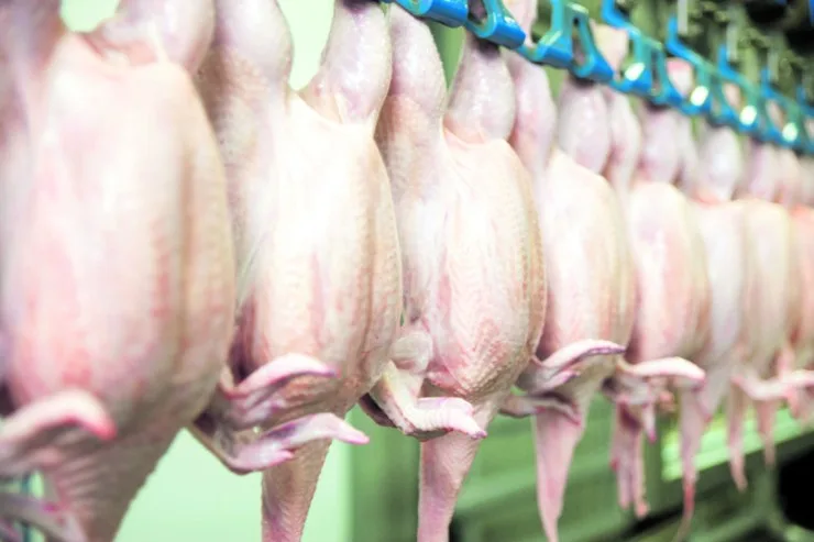 Exportações de carne de frango podem bater recorde em 2025
