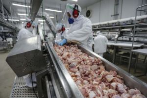 Exportações de frango se estabilizam e preços devem permanecer firmes no último trimestre