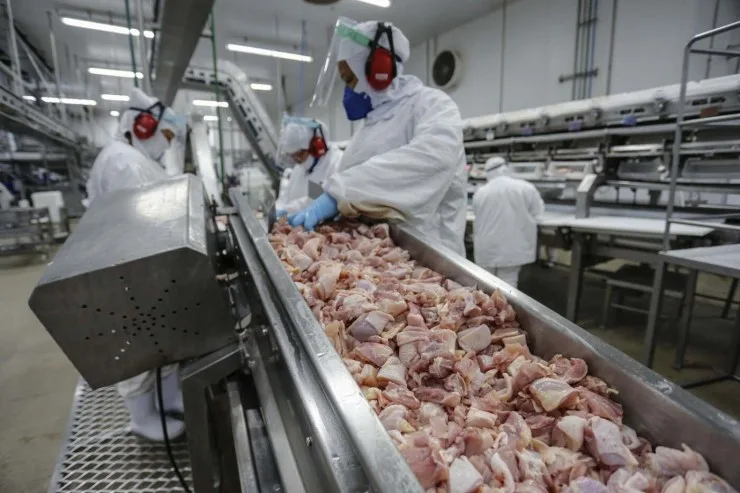 Exportações de frango se estabilizam e preços devem permanecer firmes no último trimestre
