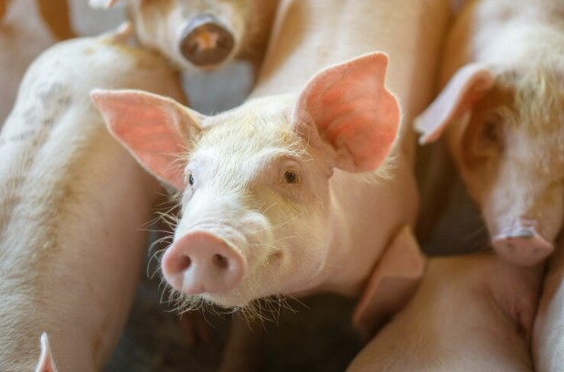 Farelo de soja barato e suíno valorizado fortalecem suinocultor